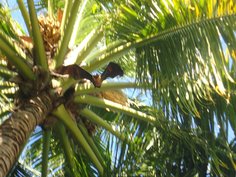 Flughund  Meeru Maldives Resort Island