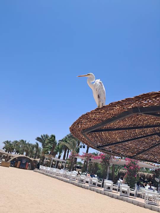 Strand Fort Arabesque Villas