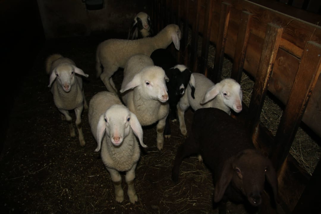 Tiere auf dem Bauernhof Bergbauernhof  Ausserberglet & Sandalm  Almhütte