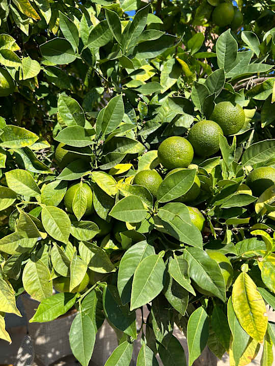 Gartenanlage ROBINSON CYPRUS