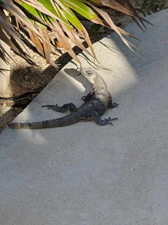 Gartenanlage Akumal Bay Beach & Wellness Resort