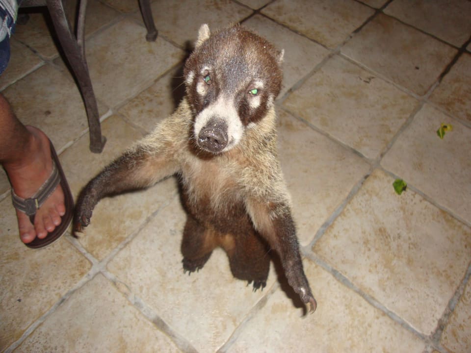 Hotel Catalonia Playa Maroma Catalonia Playa Maroma