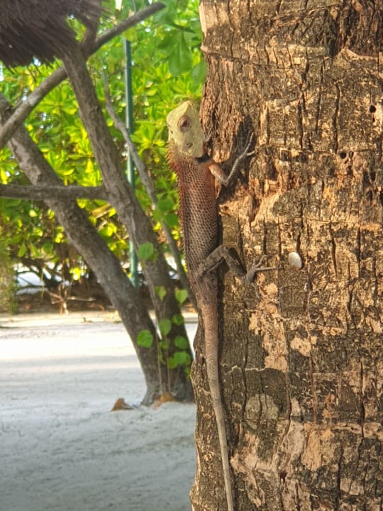 Sonstiges Adaaran Select Hudhuran Fushi - Premium All Inclusive