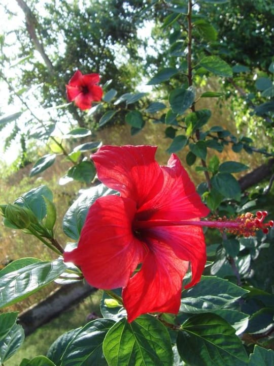 Wunderschöne Blüten in der Hotelanlage Aldiana Club Rocca Nettuno Calabria