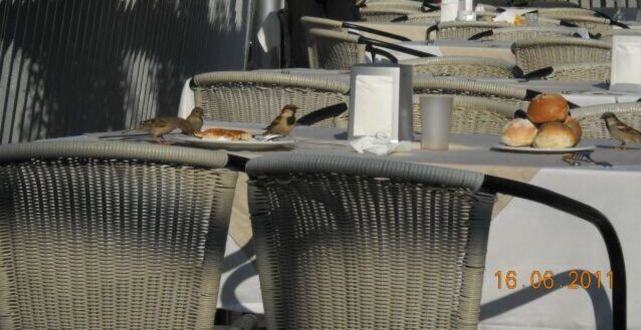 Sniadanie z ptaszkami w Pegasos AQI Pegasos World