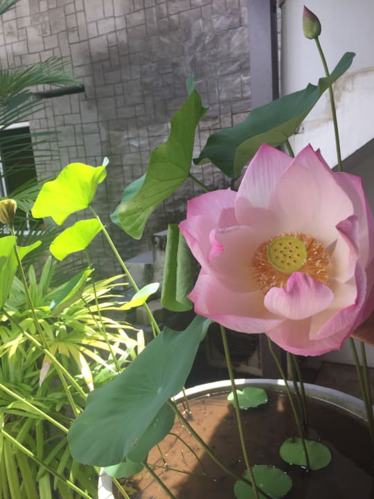 Garten Pahalage Guesthouse