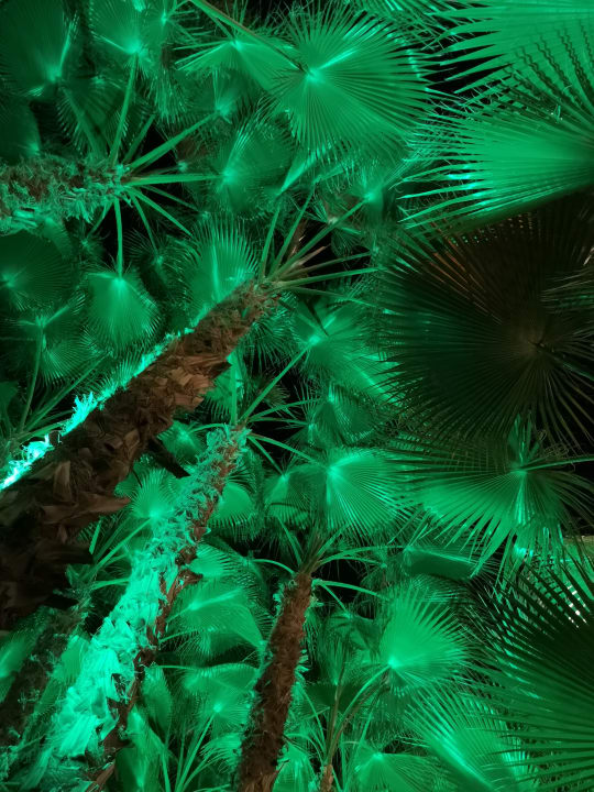 Gartenanlage Dizalya Palm Garden