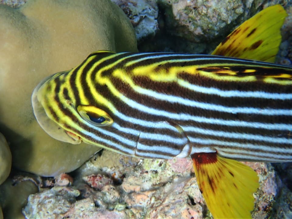 Sport & Freizeit NH Collection Maldives Reethi Resort