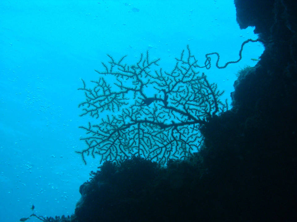 Beim Höhlentauchen NH Collection Maldives Reethi Resort