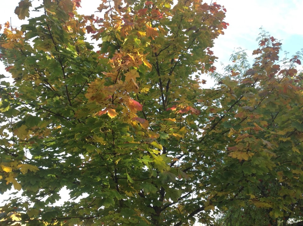 Die Bäume haben sich auch geschmückt Naturhotel Etzdorfer Hof