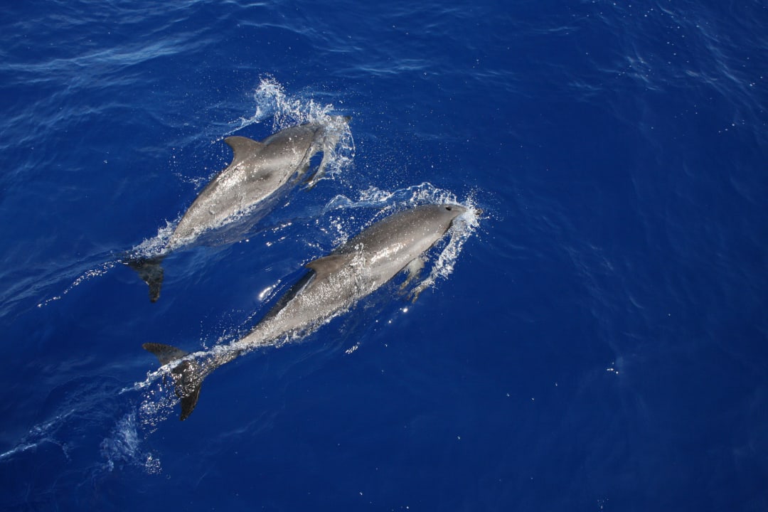 Delphine vor Calheta Vila Mia