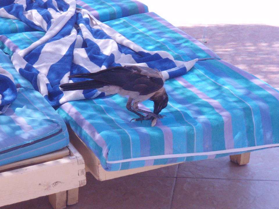 Atrakcje Pickalbatros Aqua Park Resort - Hurghada