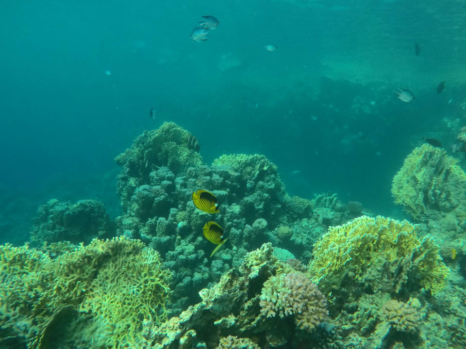 Strand Steigenberger Coraya Beach - Adults only