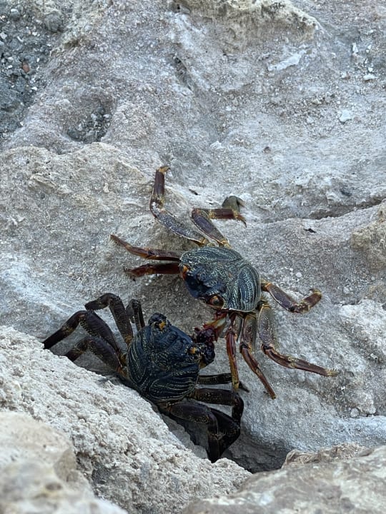 Strand Pickalbatros Citadel Resort