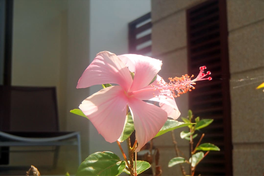 Gartenanlage Apsara Beachfront Resort & Villa - SHA Extra Plus