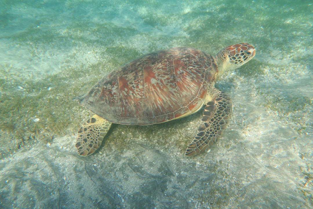 Strand Shams Alam Beach Resort