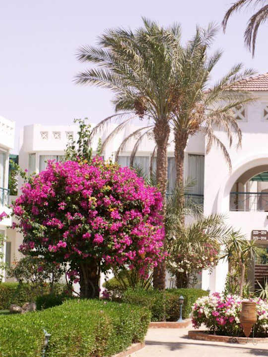 Częsć ogrodu hotelowego Hotel Amarante Garden Palms Resort