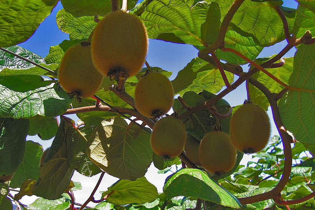 Kiwis at Quinta das Colmeias Quinta das Colmeias