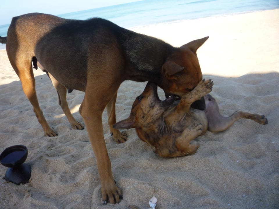 Hunde am Strand Khaolak Orchid Beach Resort