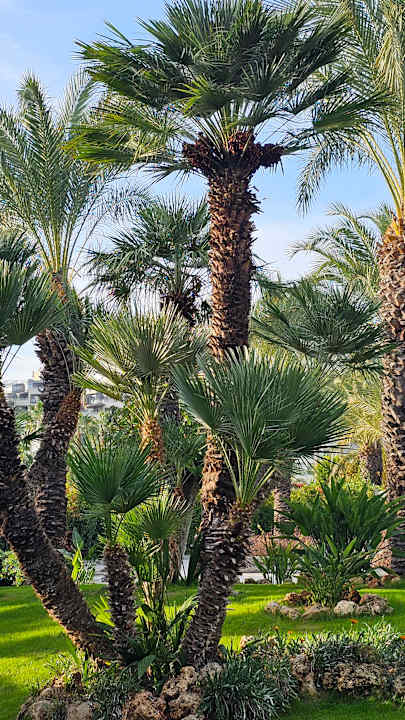 Gartenanlage Royal Wings Hotel