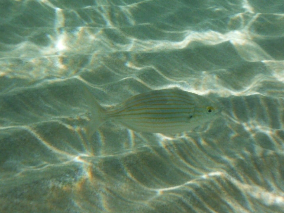 Fisch High Beach Resort