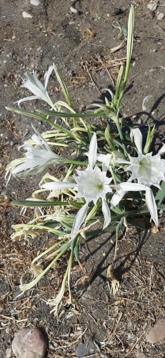 Strand Ekaterini Hotel