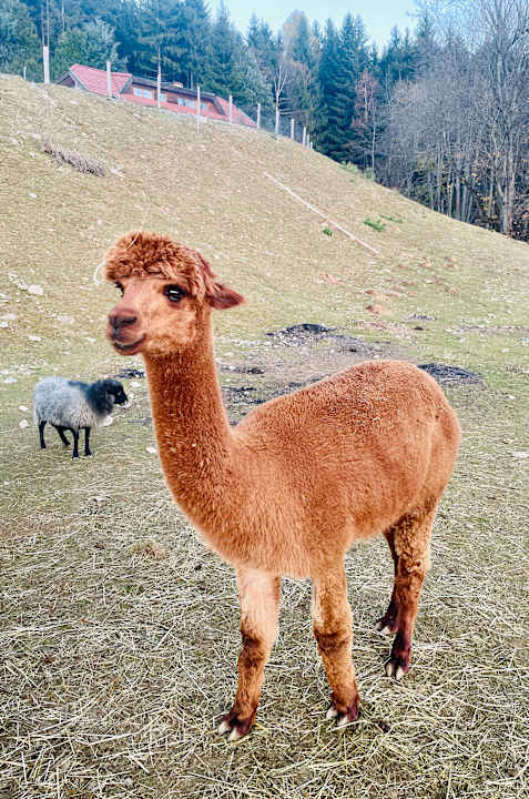 Ausblick Familien Resort Petschnighof - Familotel Kärnten