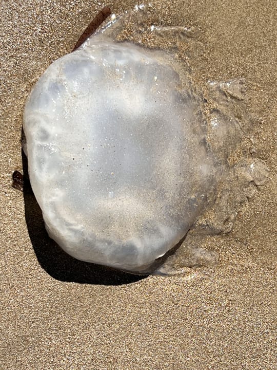 Strand TUI BLUE Xanthe