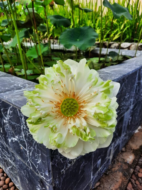 "Sehr Schöne Und Gepflegte..." Grand Mercure Khao Lak Bangsak (Bang Sak ...