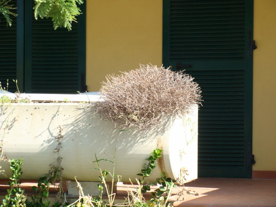Pflanzenkübel auf unserer Veranda Villaggio Turistico Mare Si