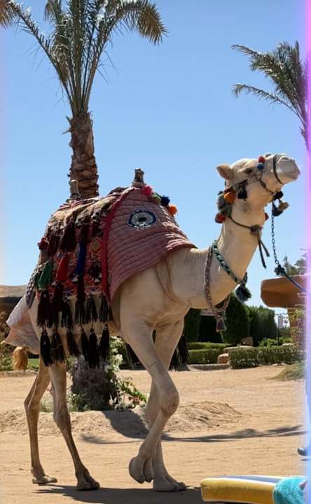 Ausblick Beach Albatros Resort