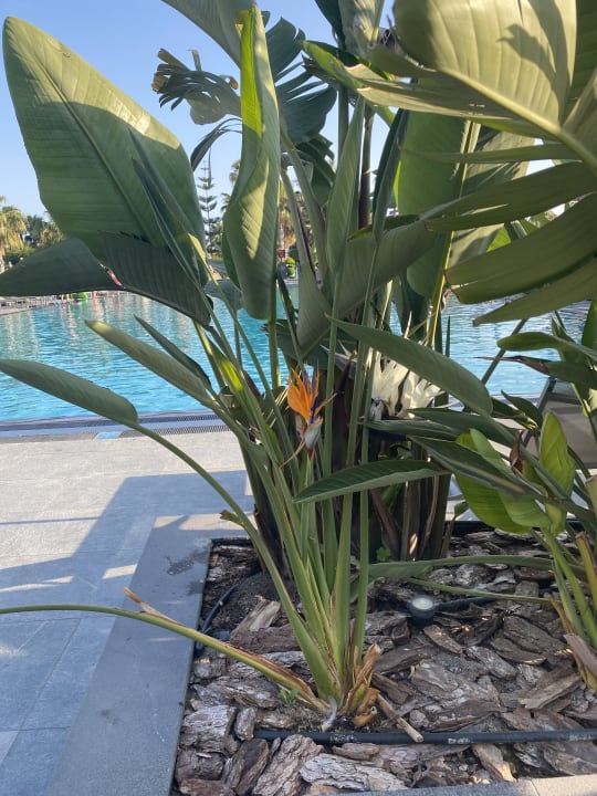 Gartenanlage Hotel Miramare Beach