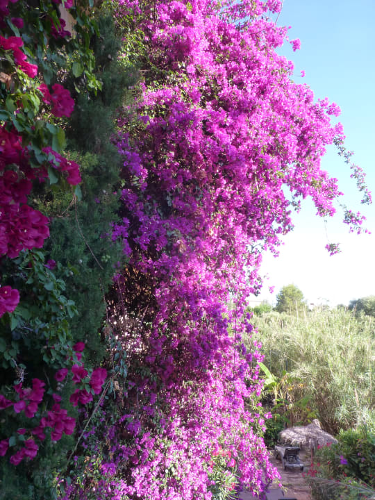 Ausblick Lago Garden