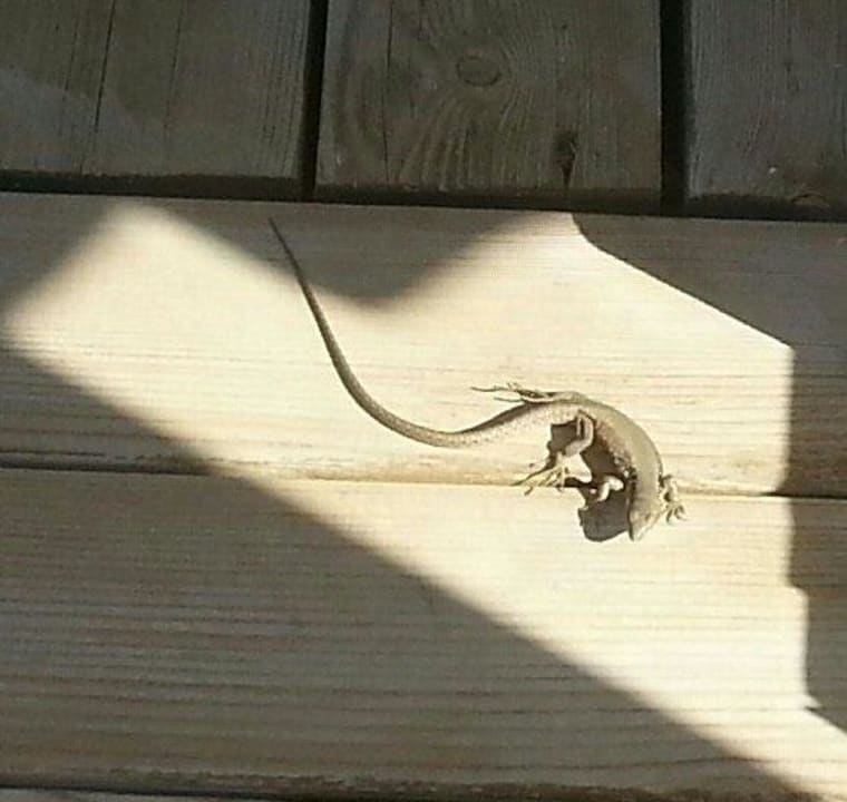 Echse Bella Resort & Spa