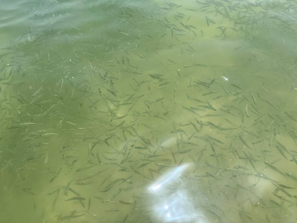 Strand Rove La Mer Beach Jumeirah