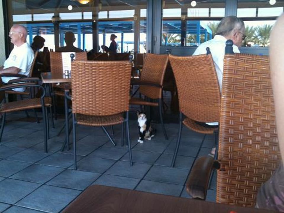 Katze im Restaurantbereich Queen's Bay Hotel