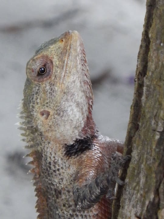 Inselbewohner Meeru Maldives Resort Island