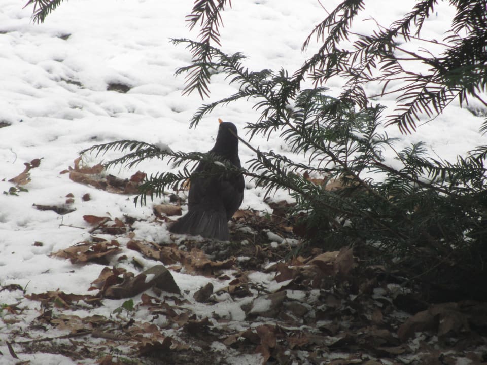 Terrasse Ferienpark Landal De Lommerbergen