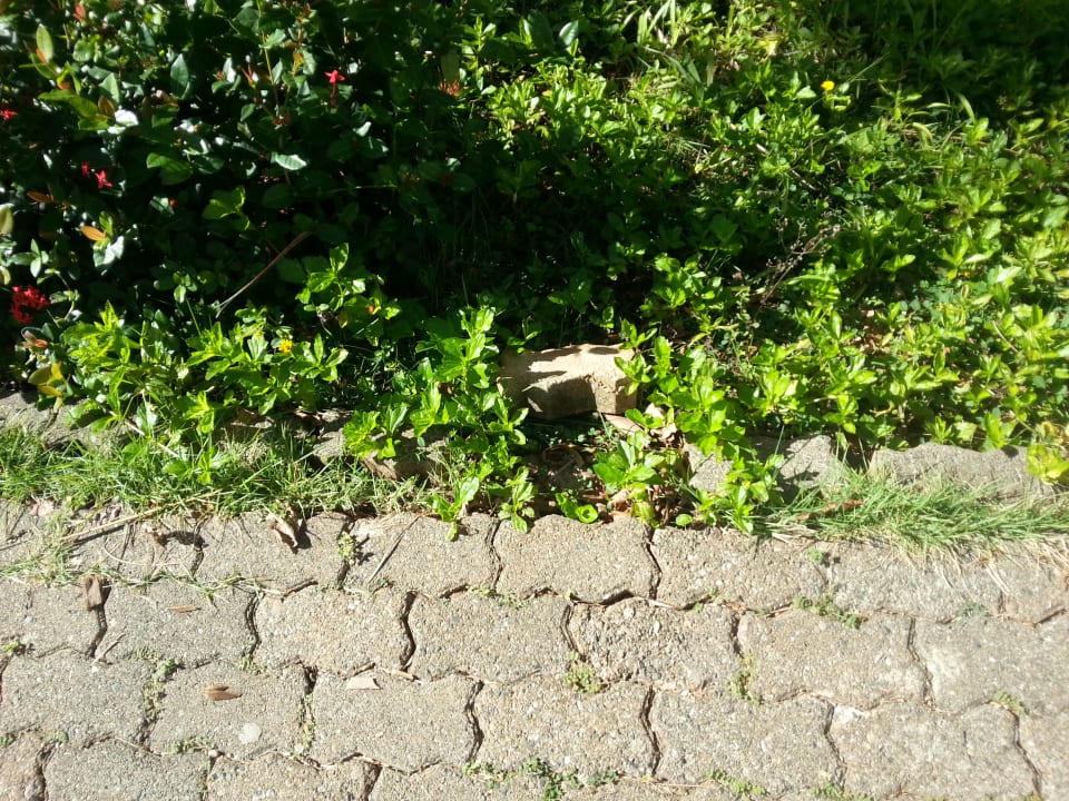 Gartenanlage Wyndham Alltra Samana