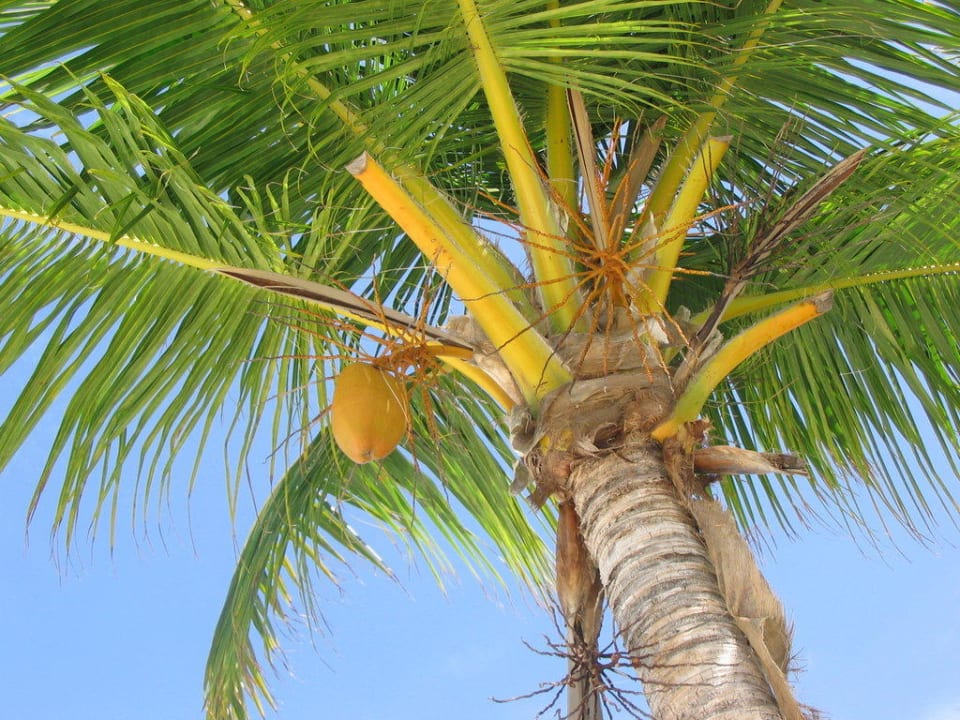 Palme an der Landzunge Kuredu Island Resort & Spa