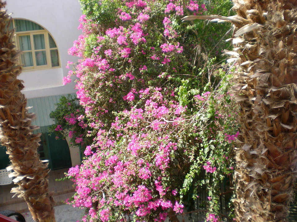 Blick in die Anlage Arabia Azur Resort