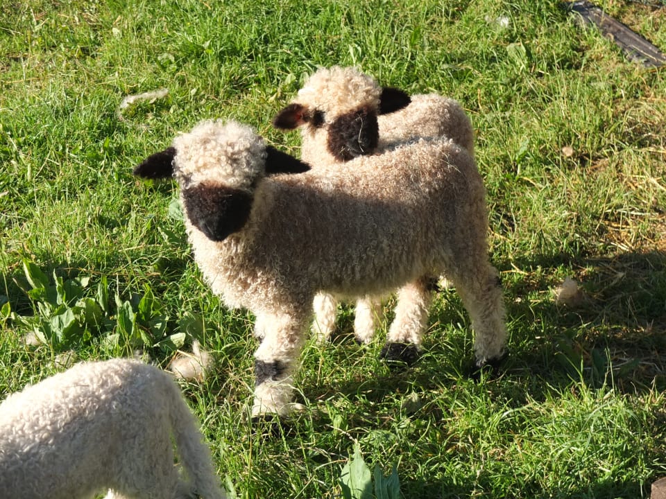 Sonstiges Ferienhof Baldauf