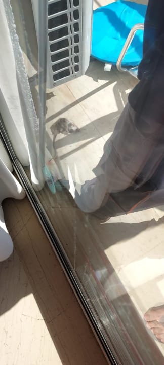 Zimmer Hotel Albatros