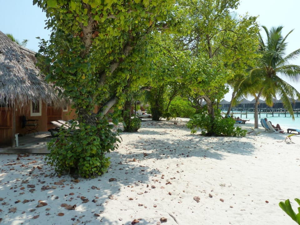 Nordstrand vor den Beachbungs, ungefegt Kuredu Island Resort & Spa