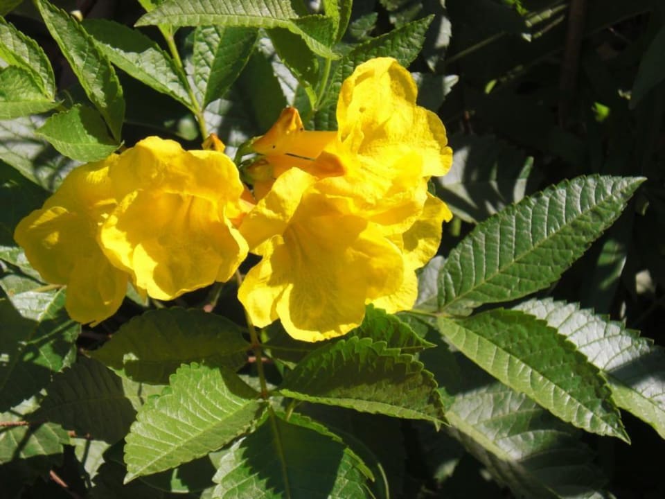 Makadi Oasis, Blume Jaz Makadi Oasis Resort