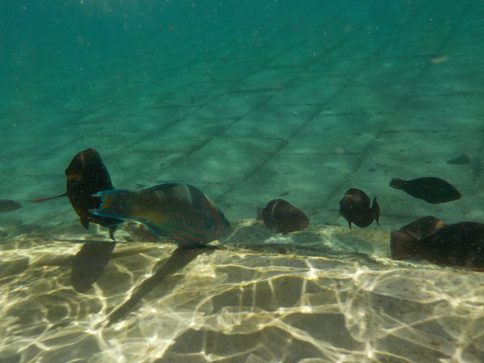 Fische in der Lagunde Pickalbatros Citadel Resort