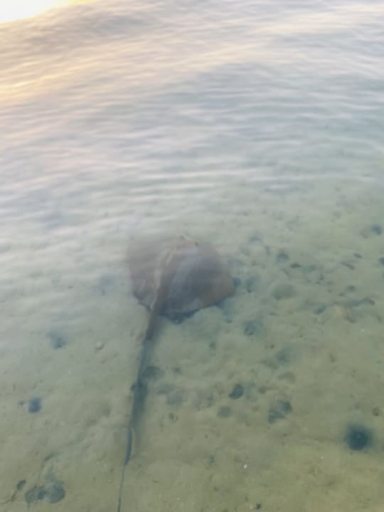 Strand Steigenberger Coraya Beach - Adults only