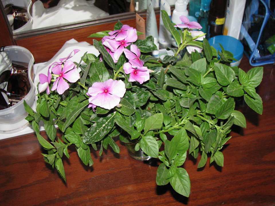 Pokój Palmyra Amar El Zaman Aqua Park