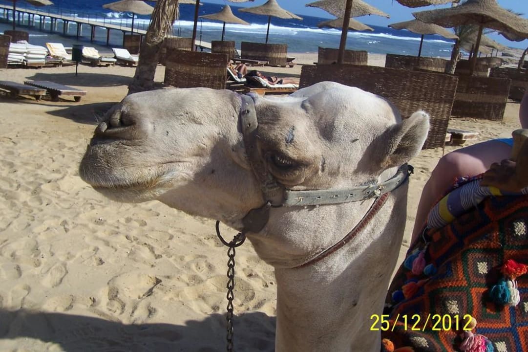 Oskar Three Corners Sea Beach Resort