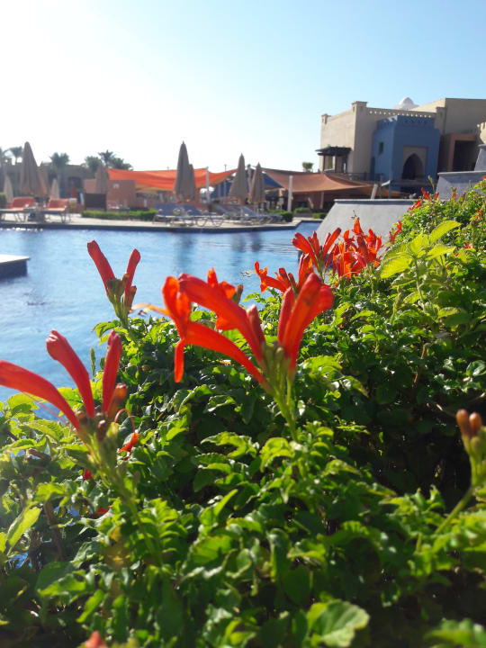 Lieblingsplatz  Pickalbatros Sands Hotel - Port Ghalib